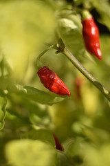 Reife Habanero