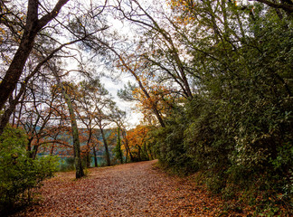 Lac de Carcès ou Sainte Suzanne en Provence verte. Sentier de randonnée autour du lac, bordé de hauts arbres et végétation de garrigue aux couleurs d'automne