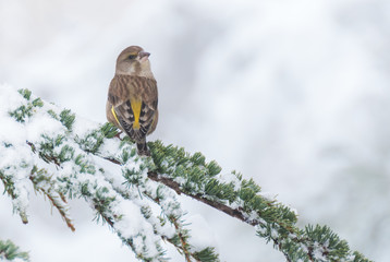 A female greenfinch on a snowy cedar branch