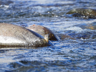  A picture of the rippling river