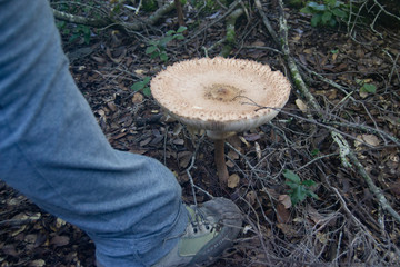 Esemplare di Macrolepiota Procera o Mazza di Tamburo