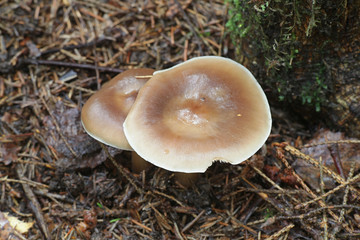 Rhodocollybia asema (Rhodocollybia butyracea f. asema), known as butter cap, wild edible mushroom from Finland