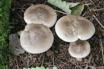 Clitocybe nebularis, known as the clouded agaric or cloud funnel, wild edible mushrooms from Finland