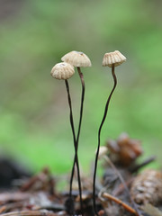 Marasmius wettsteinii, a parachute mushroom from Finland