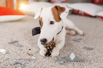 Christmas and pet concept - Jack russell terrier puppy nibbles at a fir