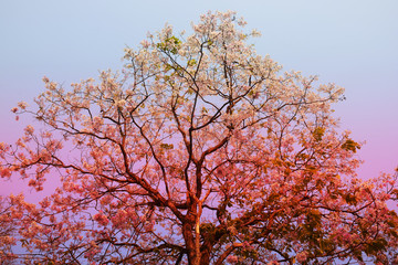 Purple Flowering Tree and The sun passed through the branches