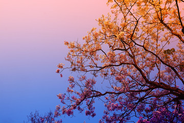 Purple Flowering Tree and The sun passed through the branches