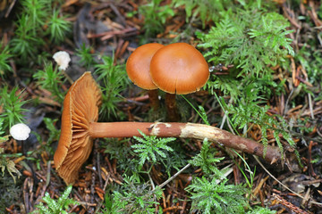 Cortinarius gentilis, known as conifer webcap, wild mushrooms from Finland