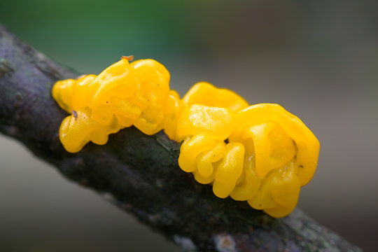 Tremella mesenterica, known as yellow brain, golden jelly fungus, yellow trembler or witches' butter, mushrooms from Finland