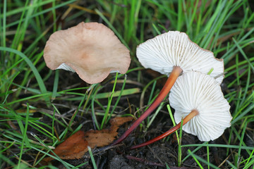 Mycetinis scorodonius, known as vampires bane or garlic scented mushroom, edible fungus from Finland