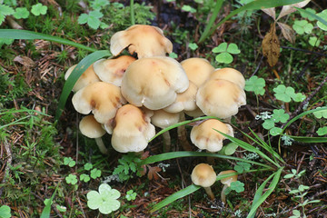 Hypholoma capnoides, known as the Conifer Tuft, edible mushrooms from Finland