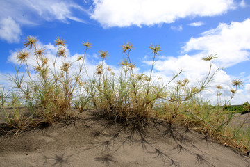 Spiny grass, a vine that grows wild in the sandbanks area of Parangkusumo Beach and functions as an...