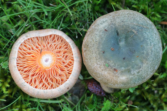 Lactarius quieticolor (Lactarius deliciosus var. quieticolor), known as carrot milkcap, saffron milk cap or red pine mushroom, mushroom from Finland