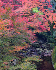 View along the way to Minoo waterfall at Minoo park