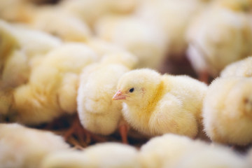 Baby chicks at farm