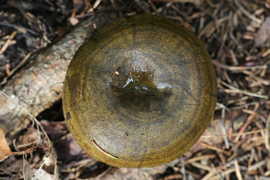 Lactarius turpis, known as the Ugly Milk-cap, milkcap mushrooms from Finland