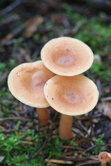 Lactarius tabidus,  known as the Birch Milkcap, wild mushrooms from Finland