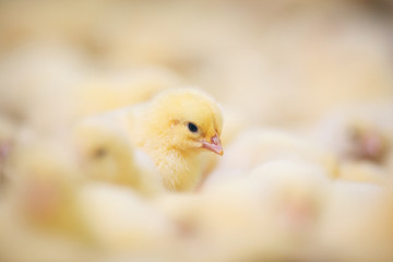 Baby chicks at farm