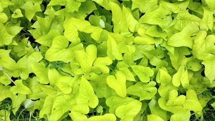 Green Leaves