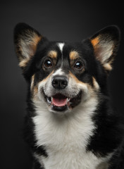 portrait of a dog on a dark background. Welsh Corgi Pembroke in the studio