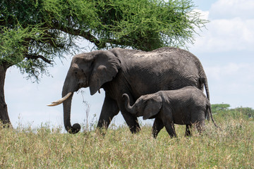 African elephant in the wild in the savannah in africa.