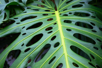 Fototapeta na wymiar Green monstera palm leave for texture or background. Abstract nature plant image