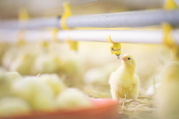 Baby chicks at farm © Aleksandar