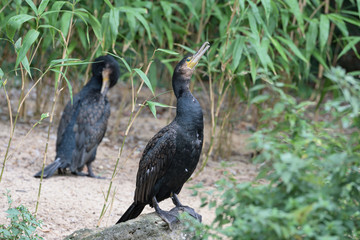 Kormoran (Phalacrocorax carbo)