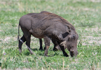 Warthog (Phacochoerus africanus) Tanzania