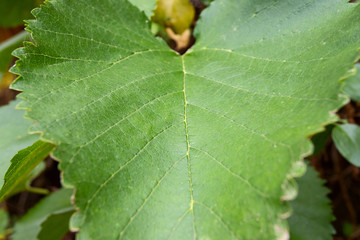 Close up of bright green leaves for texture or background. Abstract nature image. Shallow dept of field and soft focus