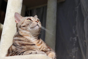 日なたで見上げる猫ローアングルアメリカンショートヘアー