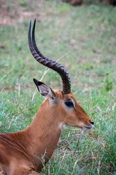 A portrait of a beautiful male impala ram.Tarangire National Park
