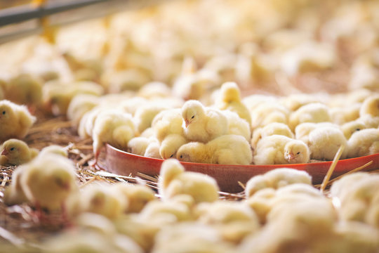 Baby chicks at farm