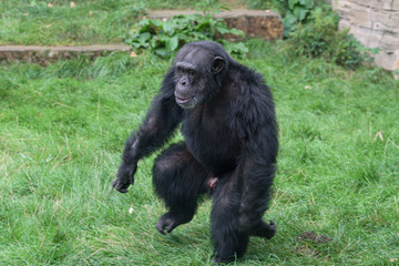 Schimpanse (Pan troglodytes)