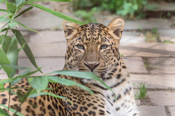 Chinesischer Leopard (Panthera pardus japonensis)