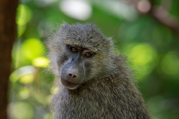 Baboon in the Bush, Safari in Africa