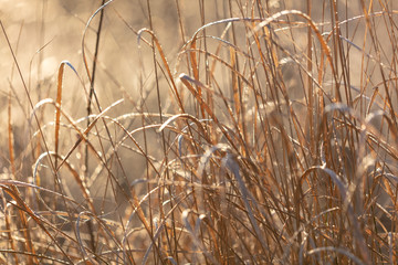 Snowflakes on dry grass in the morning