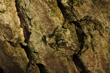 Close-up of the bark of an old walnut tree in my back yard.  Photographed with natural sunlight shining through the foliage, creating light spots on the bark.