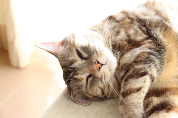 昼寝猫片耳折れアメリカンショートヘアー