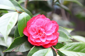 camellia blooming in the spring