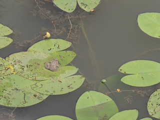 Crapaud sur une feuille de n&eacute;nuphar