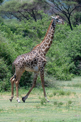 Naklejka na ściany i meble Giraffe animals in safari - Tanzania