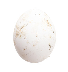 Fresh chicken eggs in poop on a white background