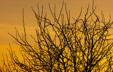 Obraz premium Tree branches on a sunset background