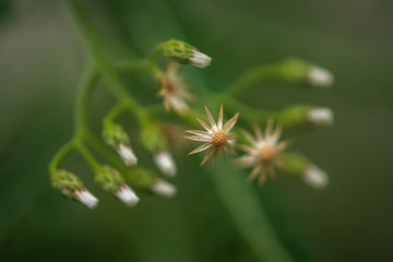 tiny star fllowers