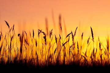 Silhouettes of dry grass on a sunset background