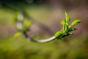 blooming green bud on a tree branch with blurry background macro shot spring