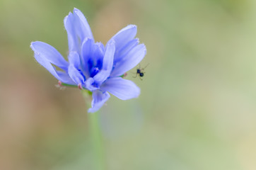blooming young bud and little insect with blurry background macro shot spring