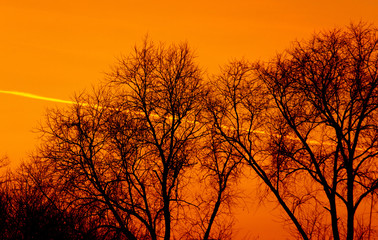 Tree branches on a sunset background