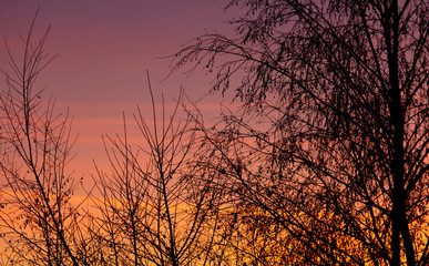 Tree branches on a sunset background